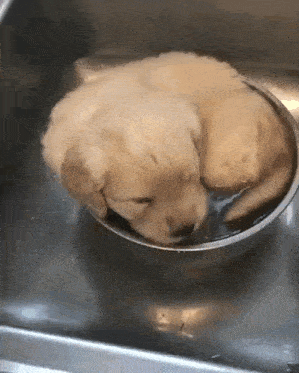 a small puppy is sleeping in a bowl of water .