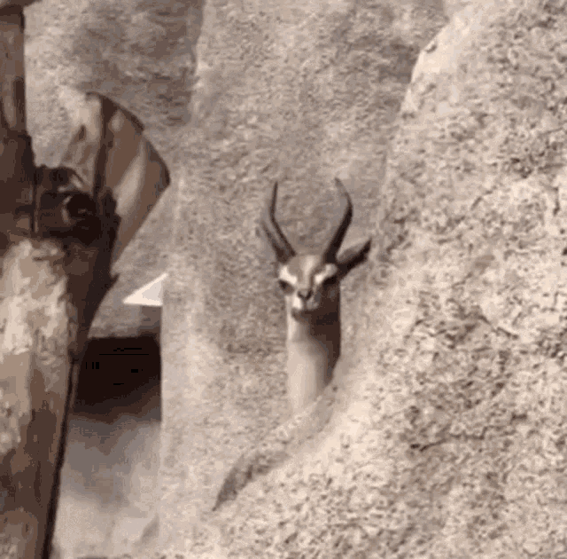 Impala Deer GIF - Impala Deer Peek GIFs