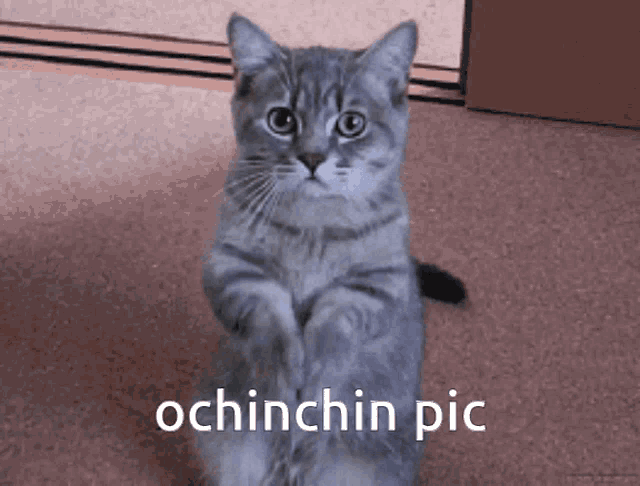 a cat sitting on its hind legs with the words ochinchin pic written below it