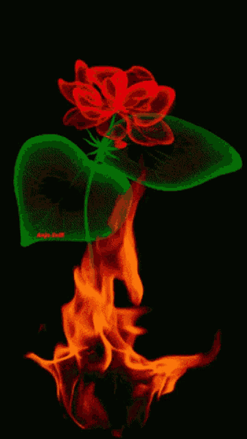 a red flower with green leaves is surrounded by flames on a black background