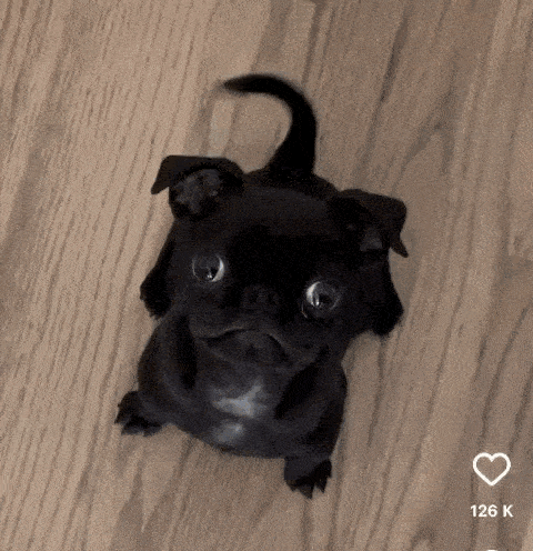 a small black pug dog is sitting on a wooden floor looking up at the camera .