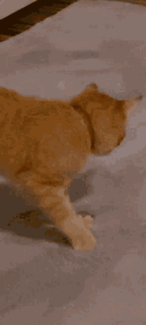 Orange Cat Cute Cat GIF - Orange Cat Cute Cat GIFs