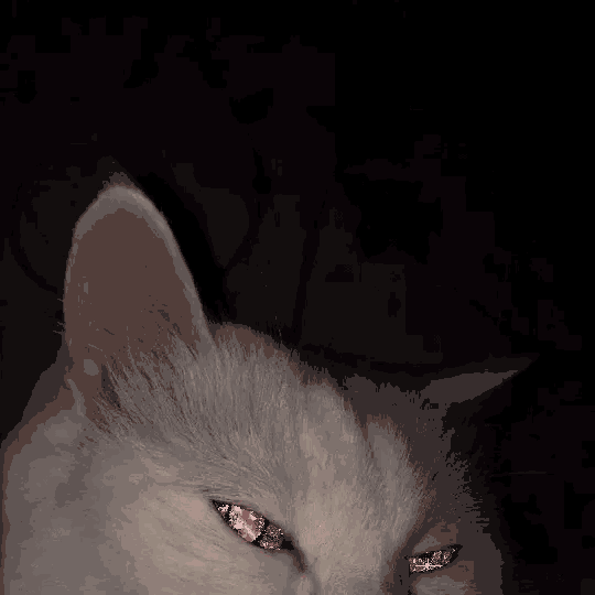 a close up of a cat with red eyes