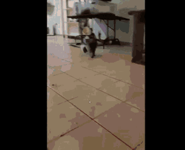 a dog is walking on a tiled floor in a room .