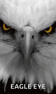 a close up of an eagle 's face with the words `` eagle eye '' below it .