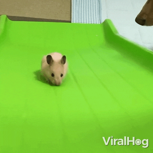Sliding Down Viralhog GIF