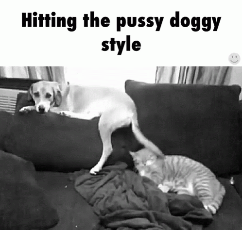 Hitting Pussy GIF - Hitting Pussy Doggy GIFs