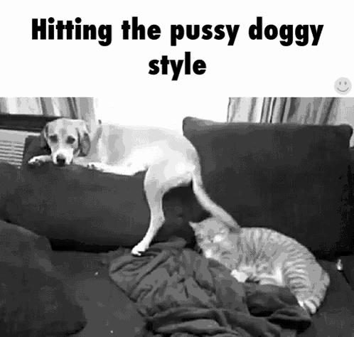 a dog and a cat are laying on a couch with the caption hitting the pussy doggy style .