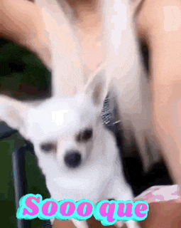 a small white dog is being held by a woman with the word soooque written on the bottom