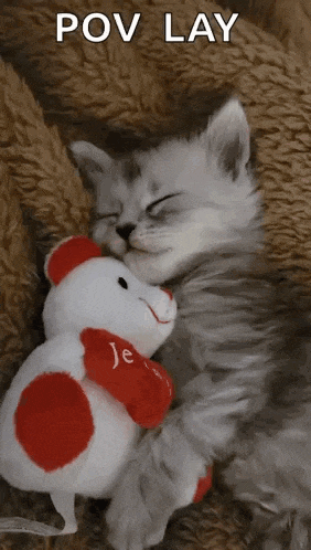 a kitten is sleeping next to a teddy bear with a heart on its chest .