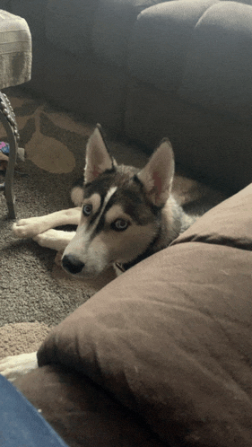 a husky dog is laying on a brown couch looking at the camera