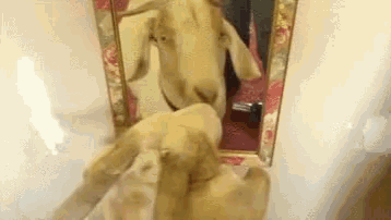 Funny Animals Goats GIF - Funny Animals Goats Amuse GIFs
