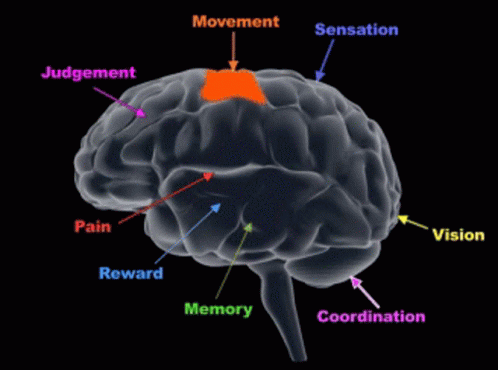 Sexless Brain Brain GIF - Sexless Brain Brain Functions Of The Brain GIFs