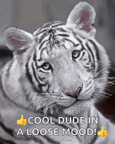 a white tiger laying down with the words cool dude in a loose mood