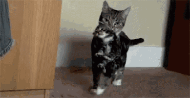 a cat is holding a kitten in its arms while walking on the floor .