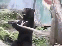 Kung Fu Bear GIF - Bear Kung Fu Shaolin Master GIFs