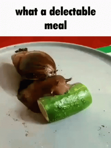 Snail Snail Eating GIF