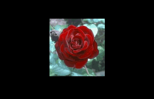 a close up of a red rose with leaves in the background