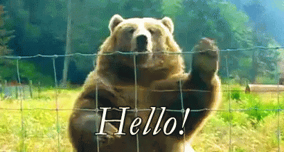 Hi Hello GIF - Hi Hello Bear GIFs