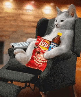 a cat sitting in a chair with a bag of lay chips