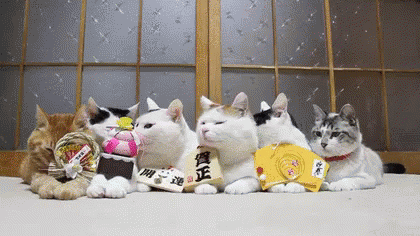 お正月 あけましておめでとう ネコ ねこ猫 GIF - Cat Kitten GIFs