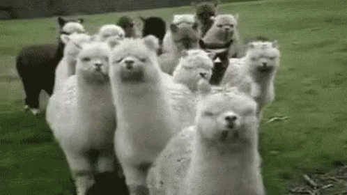 Llamas When You Got Gum GIF