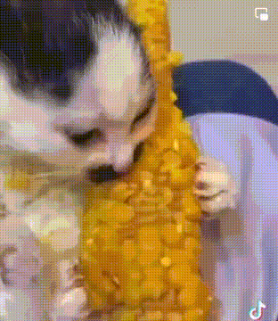a cat is eating corn on the cob from a corn on the cob .