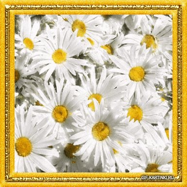 a bunch of daisies with yellow centers in a gold frame