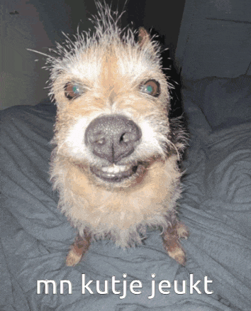 a picture of a dog with the words mn kutje jeukt below it