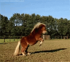 Horse Excited GIF - Horse Excited Jump GIFs