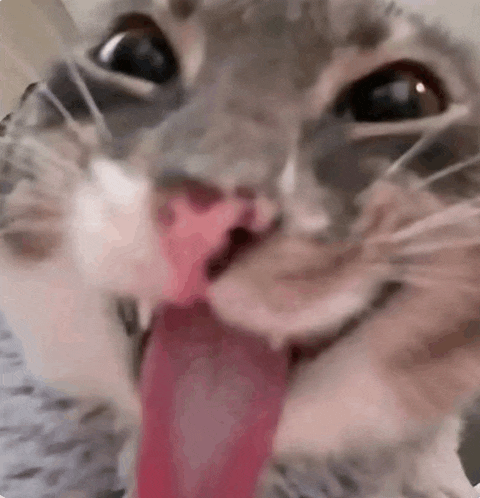 a close up of a cat licking its face with its tongue out .