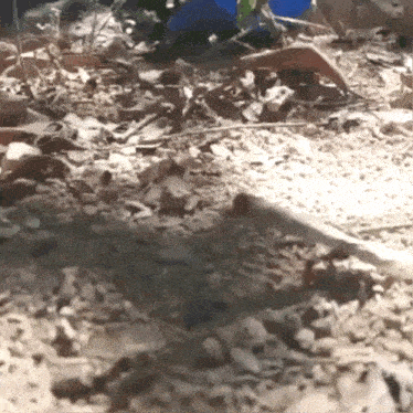 a blurred image of a pile of leaves and rocks on the ground