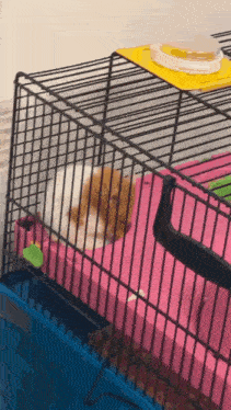 a small brown and white hamster in a cage with a yellow tray on top