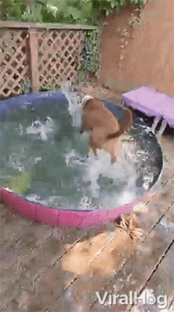 Dog Playing On The Water Viralhog GIF - Dog Playing On The Water Viralhog Dog On A Pool GIFs