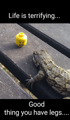 a lizard laying on a wooden table next to a lego head that says life is terrifying