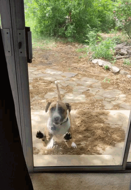 a brown and white dog is looking out of a glass door