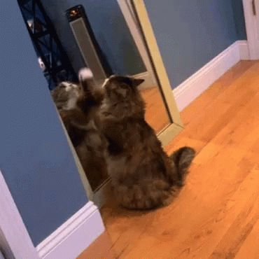 Cat Funny GIF - Cat Funny Cat In A Mirror With A Surprise GIFs