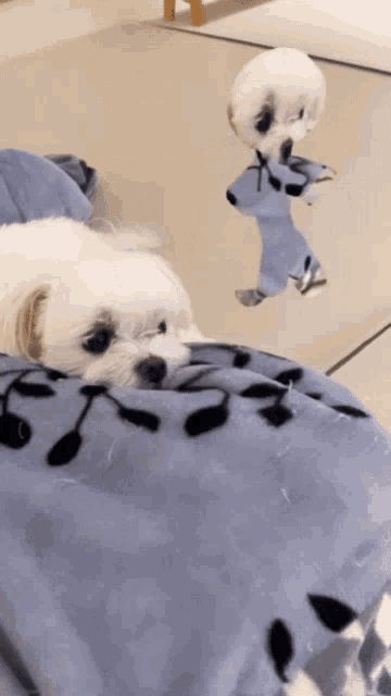 a white dog laying on a blue blanket