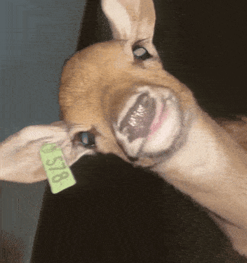 a close up of a deer with a tag on its ear that reads 578