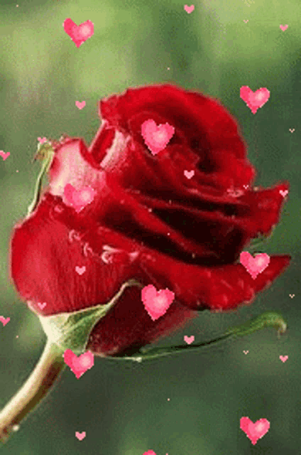 a close up of a red rose with pink hearts around it