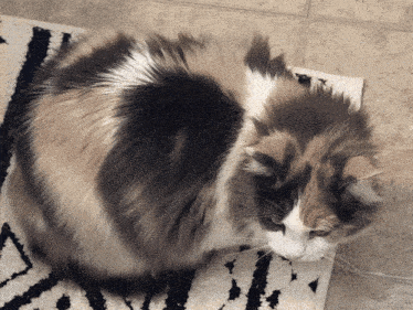 a calico cat laying on a rug with a black and white striped pattern