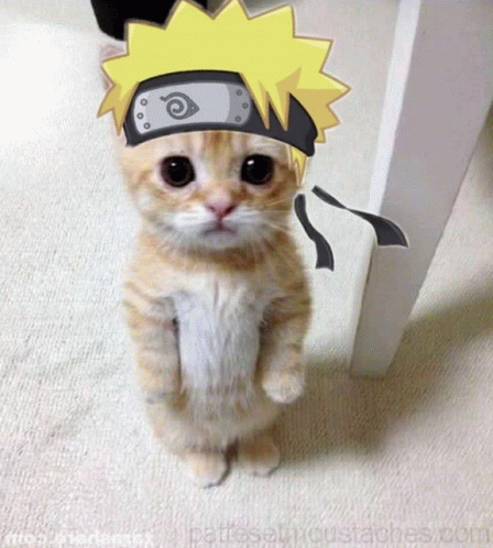 Naruto Anime Cat GIF - Naruto Anime Cat Meme Cat GIFs