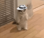 a white cat wearing a white hat is standing on its hind legs .