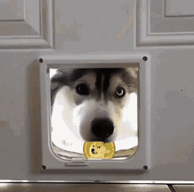Heres A Dogecoin Hers Some Doge GIF - Heres A Dogecoin Hers Some Doge Doge Coin Dog GIFs