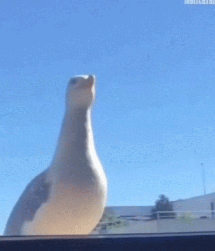 Seagulls GIF - Seagulls GIFs