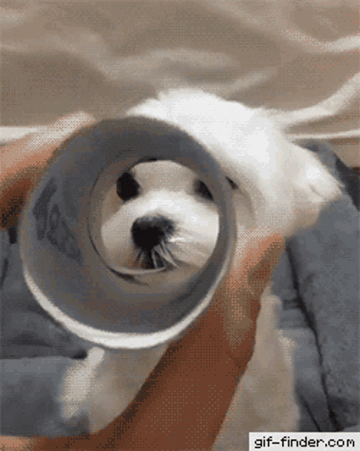 a white dog is looking through a plastic tube with a gif-finder.com watermark
