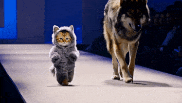 a wolf and a cat walk down a runway