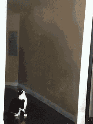 Cat Abduction GIF - Cat Abduction Alien GIFs
