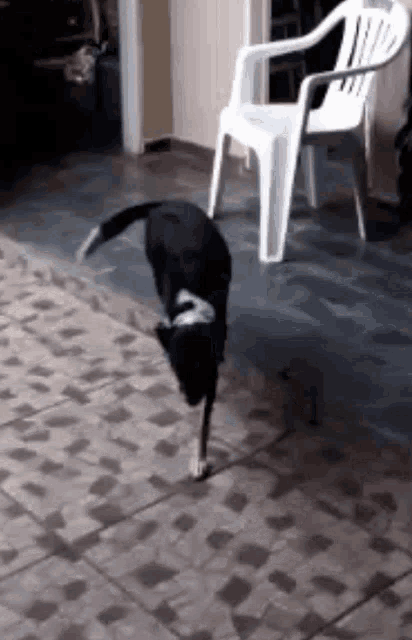 a black dog is standing on its hind legs on a tiled floor next to a white chair .
