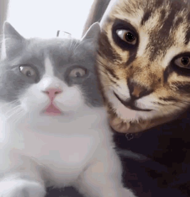 Cat Snapchat Cat GIF - Cat Snapchat Cat Cat Reacts GIFs
